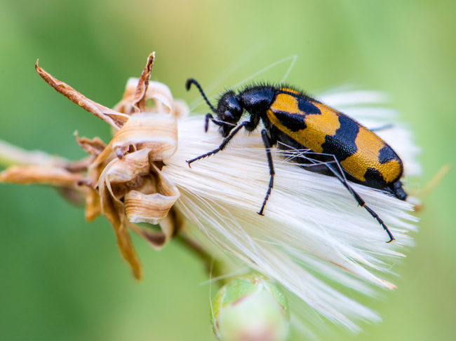 Blister beetle on a flower