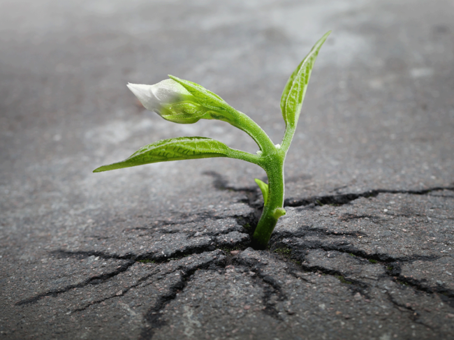Seedling growing in cracked pavement