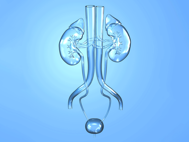 Urinary tract with kidneys, adrenalin glands, ureter and vessels on light blue background